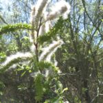 Salix-lasiolepis-%28Arroyo-Willow%29
